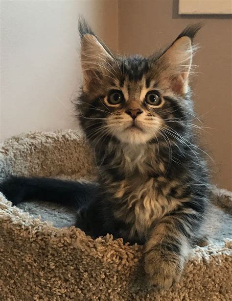 maine coon adopcion|